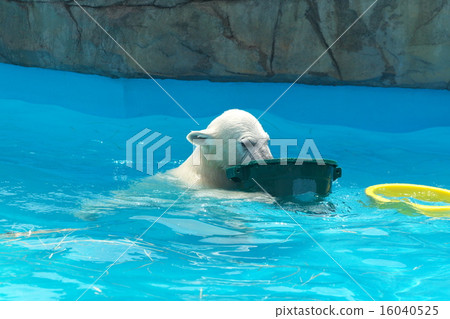 The most popular polar bear in Hokkaido The most popular polar bear in Hokkaido 16040525