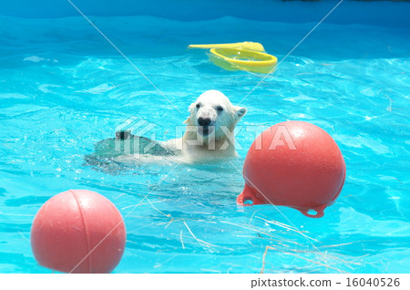 The most popular polar bear in Hokkaido The most popular polar bear in Hokkaido 16040526