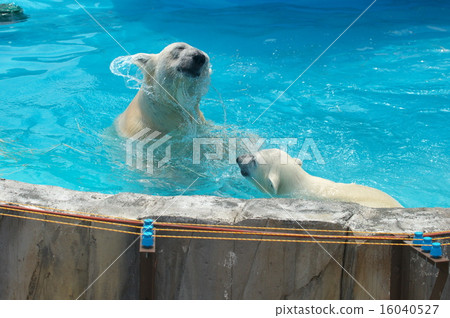 The most popular polar bear in Hokkaido The most popular polar bear in Hokkaido 16040527
