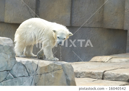 The most popular polar bear in Hokkaido The most popular polar bear in Hokkaido 16040542