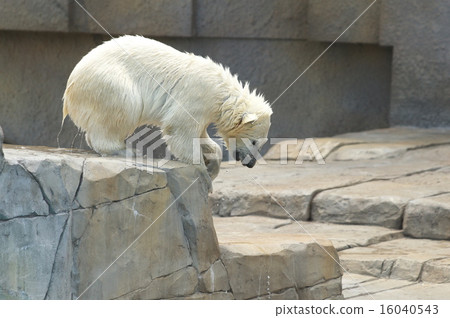 The most popular polar bear in Hokkaido The most popular polar bear in Hokkaido 16040543