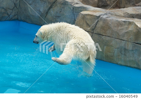 The most popular polar bear in Hokkaido The most popular polar bear in Hokkaido 16040549