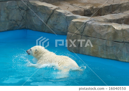 The most popular polar bear in Hokkaido The most popular polar bear in Hokkaido 16040550