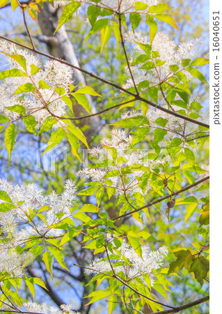 Flower of Aodamo Flower of Aodamo 16040651