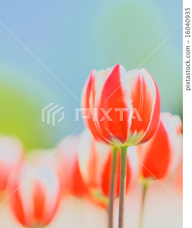 Tulips of Takino Hill Park Tulips of Takino Hill Park 16040935