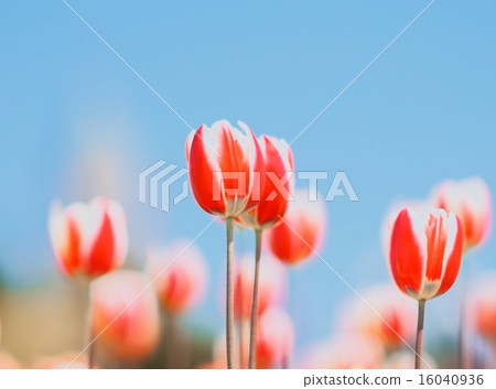 Tulips of Takino Hill Park Tulips of Takino Hill Park 16040936