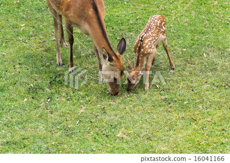 Father and wild child of deer of Nara 16041166