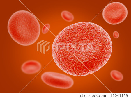 Erythrocyte 16041199
