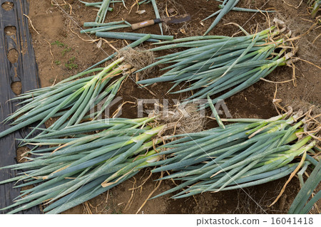 Seedlings of Onigiri 16041418