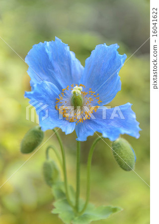 喜馬拉雅山的藍色花 喜馬拉雅山的藍色花 16041622