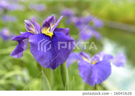 Iris Iris 16041626