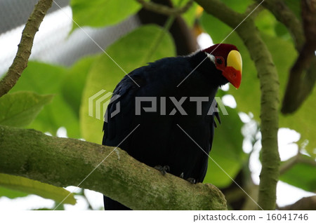 Nishi Musaki Eboshidori 16041746