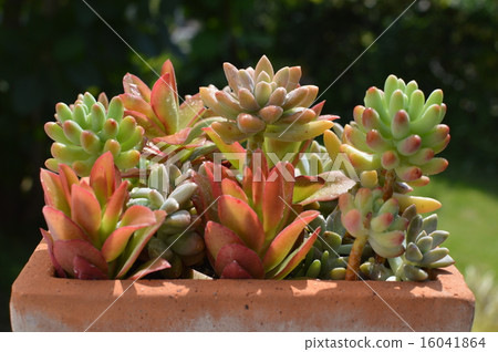 Planting succulent plants 16041864