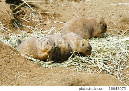 Prairie dog 16042075