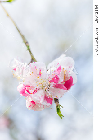 Hanamomo (Shinpei Shimare) Hanamomo (Shinpei Shimare) 16042164