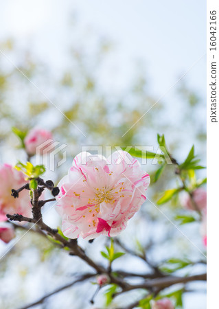 Hanamomo(Shinpei Shimare) Hanamomo(Shinpei Shimare) 16042166