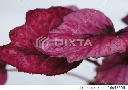 Rex Begonia Rex Begonia 16042266