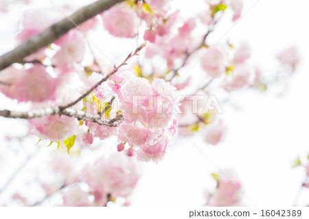 Higurashi (Higurashi Zakura) Higurashi (Higurashi Zakura) 16042389