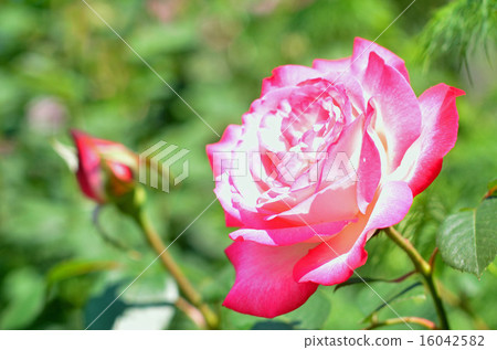 玫瑰（雙喜） 16042582