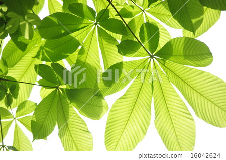 Horse chestnut 16042624