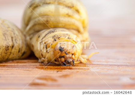 larva of a.Rhinoceros beetle larva of a.Rhinoceros beetle 16042648