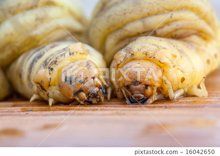 larva of a.Rhinoceros beetle larva of a.Rhinoceros beetle 16042650