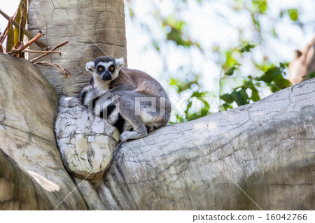 Ring-tailed Lemur (Lemur catta) sit on the tree 16042766