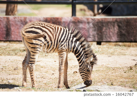 Common Zebra, baby stand on sand ground Common Zebra, baby stand on sand ground 16042767