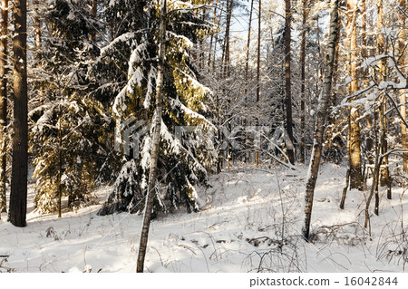 fir-tree in the winter fir-tree in the winter 16042844