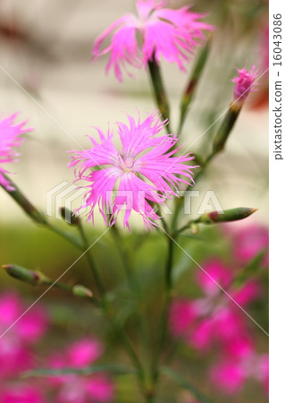 Kawaranadeshiko 16043086