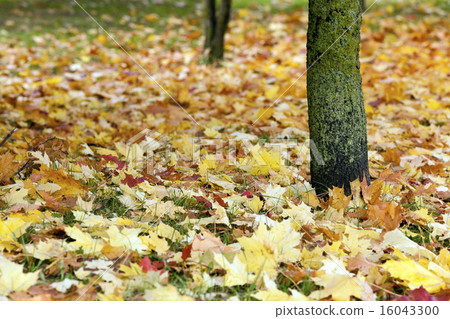 fallen leaves   16043300