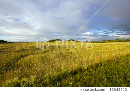 wheat field wheat field 16043320