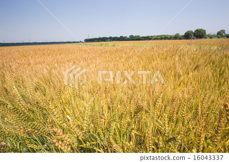 Pre-harvest wheat fields colored in golden color 16043337