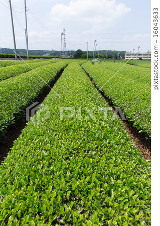 Tea garden (Saitama prefecture Sayama Hills) 16043633