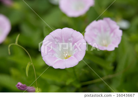 海勞（Hirugao） 16043667