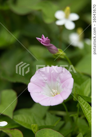 海勞（Hirugao） 16043670