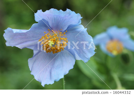 喜馬拉雅山的罌粟 16044332