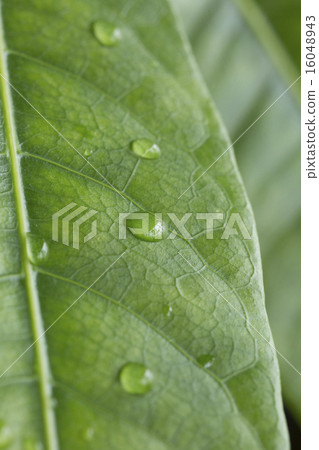 Leaf close-up Pakira 16048943