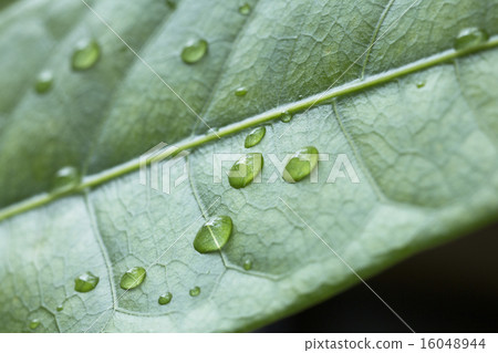 葉子特寫鏡頭雨珠Pakira 16048944
