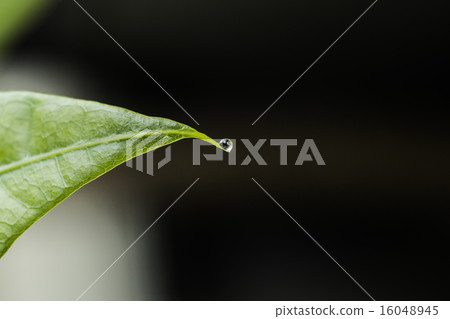 葉子特寫鏡頭雨珠Pakira 16048945