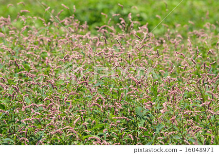 Inutade (Inugaten) <flower / autumn season word> 16048971