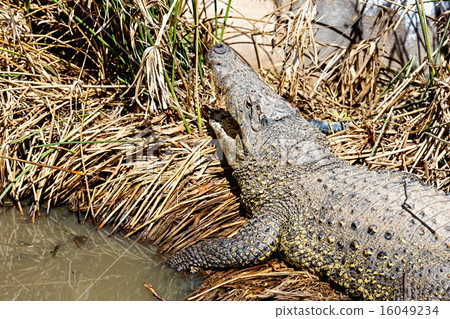 Crocodile on reed 16049234