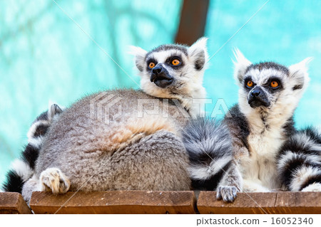 Lemurs family 16052340