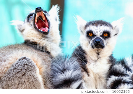 Angry and hungry lemurs 16052365