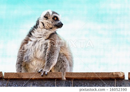 Fatty funny lemur Fatty funny lemur 16052390