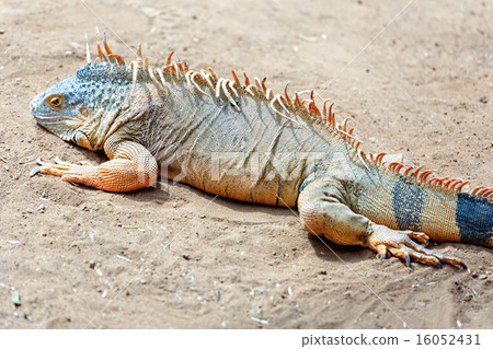 Iguana or lizard on yellow sand Iguana or lizard on yellow sand 16052431