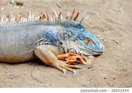 Iguana or lizard on yellow sand Iguana or lizard on yellow sand 16052454