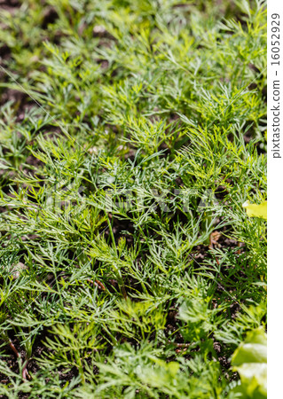 dill in the garden 16052929