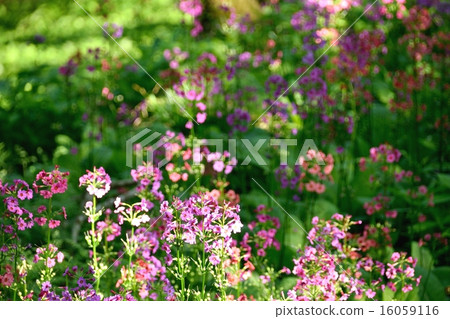 Clinic community native to the Hira mountain system 16059116