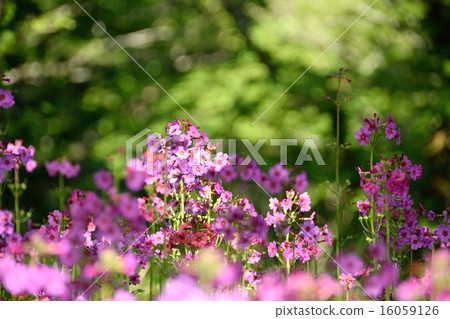 Clinic community native to the Hira mountain system Clinic community native to the Hira mountain system 16059126